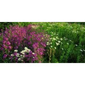 Tina Knicely's photo