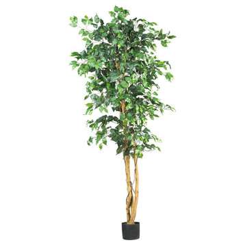 6' Ficus Silk Tree