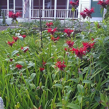 Plants that I like