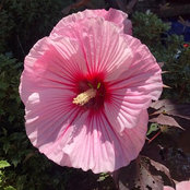 Miriam McAuliffe's photo