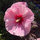 Miriam McAuliffe