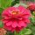 Suzanne McCloskey