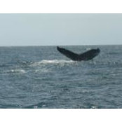 Jacob Wolfe's photo