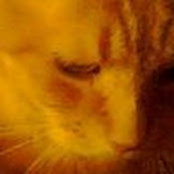Kate Lieberman's photo