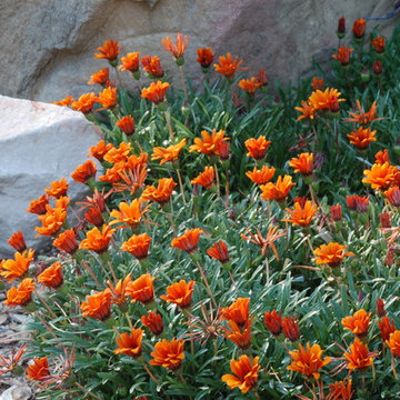 California Old Hacienda Garden