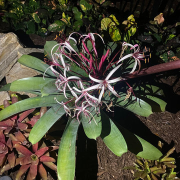 Red Crinum Lily bloom atop an Odorata Bromeliad