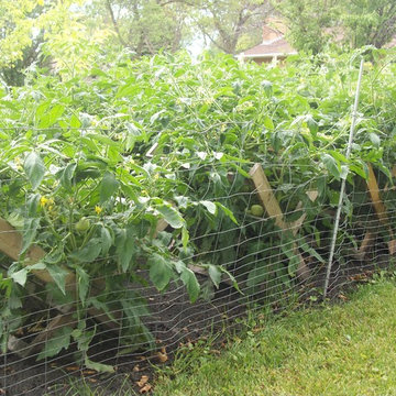 Tomato Cradles
