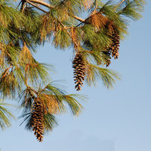 Trees