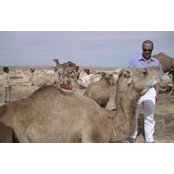 Bedouin Sahara's photo