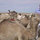Bedouin Sahara
