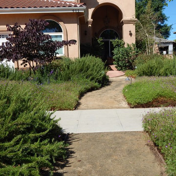 Lush Drought Tolerant Garden