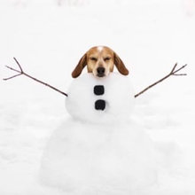 Dogs