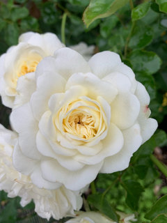 Tranquillity, a David Austin white rose