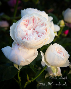 Helen's Garden 2021 | Houzz Forum
