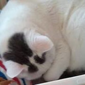 Denise Barone's photo