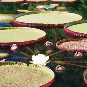 Lily Pad House