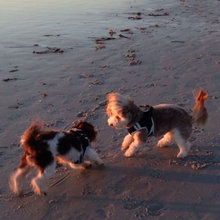 dogs