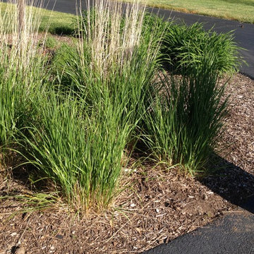 Gardens, Perennials, Shrubs & Trees