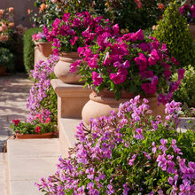 Garden-Container Plants