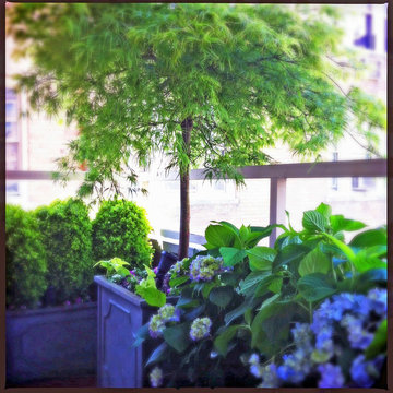 NYC Small Terrace: Balcony, Roof Garden, Container Plants, Shade, Japanese Maple