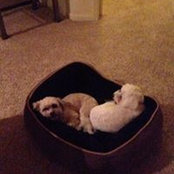 Lori Scheets-Bradley's photo