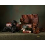 Stephanie Hass's photo
