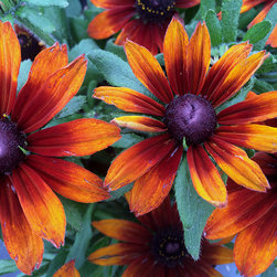 Current Featured Plants - Products