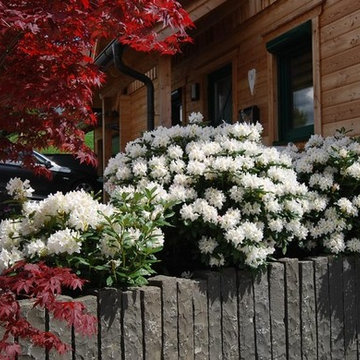 Weißer Rhododendron