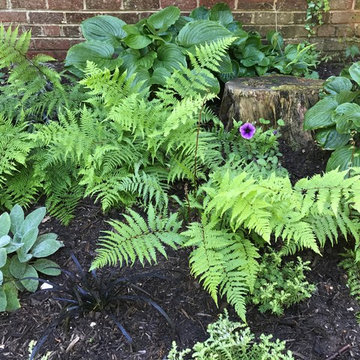 Chevy Chase Foundation Planting