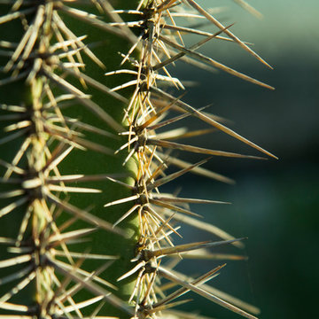 Plants in the Landscape