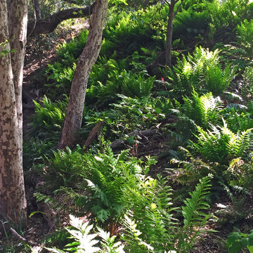 Fern Grotto with Repurposed Items
