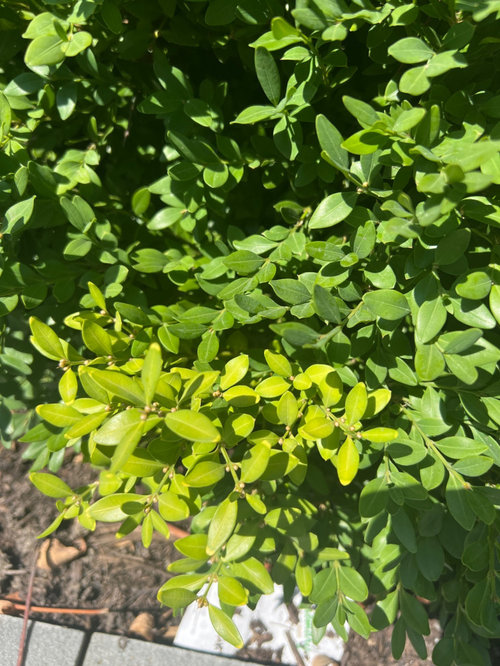 Boxwood Leaf Issues