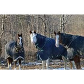 Lori Harvey's photo