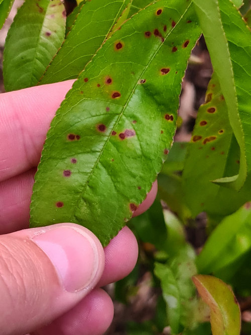 Bacterial spot on Arctic Rose Nectarine? Houzz AU