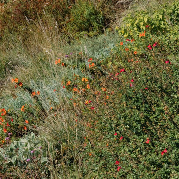 Mariposa Gardening & Design Winter