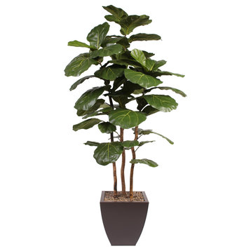7' Brazilian Fiddle Leaf Tree With Real Wood Trunks in Metal Planter, Brown
