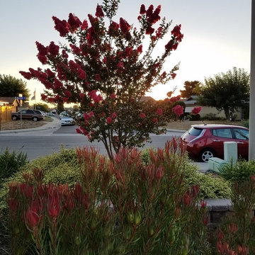 Goodbye grass, Hello San Diego landscape!