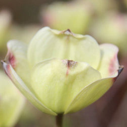 Native Flowering Trees - Products