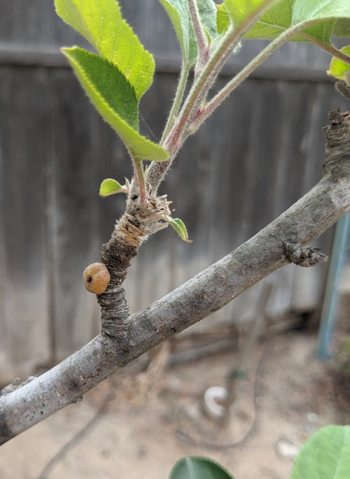 Little growth on apple tree what is it?