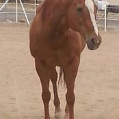 Pamela Combest-Lambert's photo