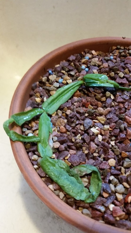 Is my Christmas Cactus Dying? HELP