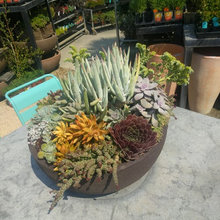 plants