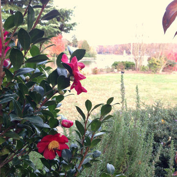 Lake near Fredericksburg, VA: Plant&Sustain for Clean Water