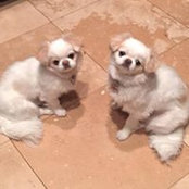Sara Giali's photo