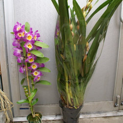 orchids - Plants