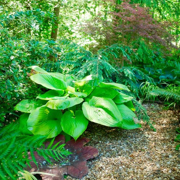 Woodland garden 1