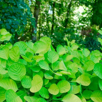 Woodland garden 1
