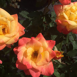Current Featured Plants - Products