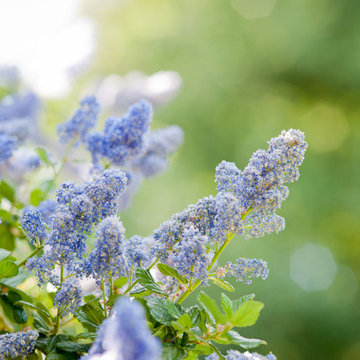Blooming Hedge | California Lilac