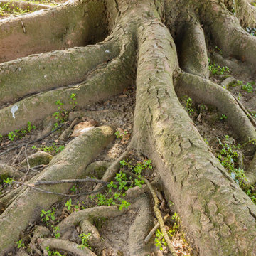 How To Properly Care For Tree Roots